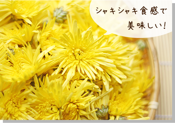 食用菊｜黄