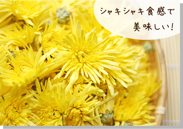 食用菊 | 苗のはっとり