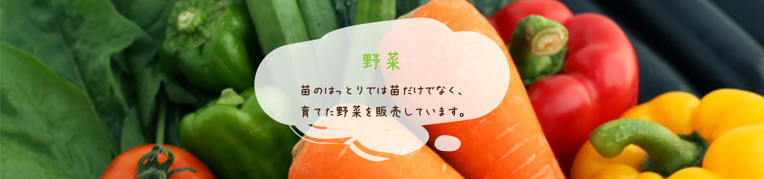 苗のはっとりでは苗だけでなく育てた野菜も販売しています