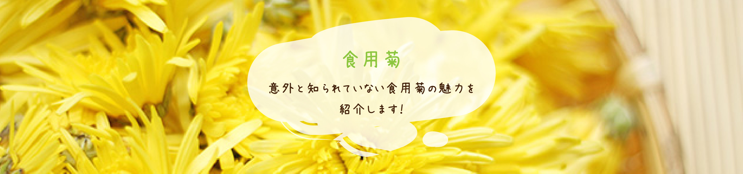 意外と知られていない食用菊の魅力を紹介します！