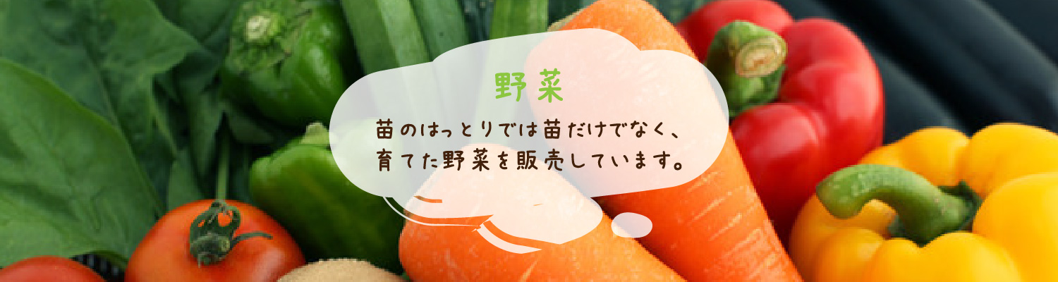 苗のはっとりでは苗だけでなく育てた野菜も販売しています